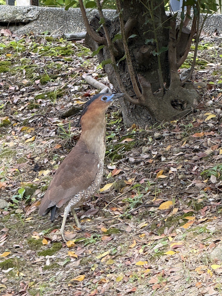 Malayan Night Heron - ML647745121