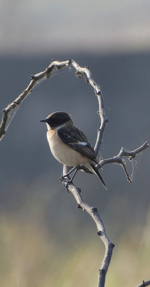 דוחל מזרחי - ML647745124