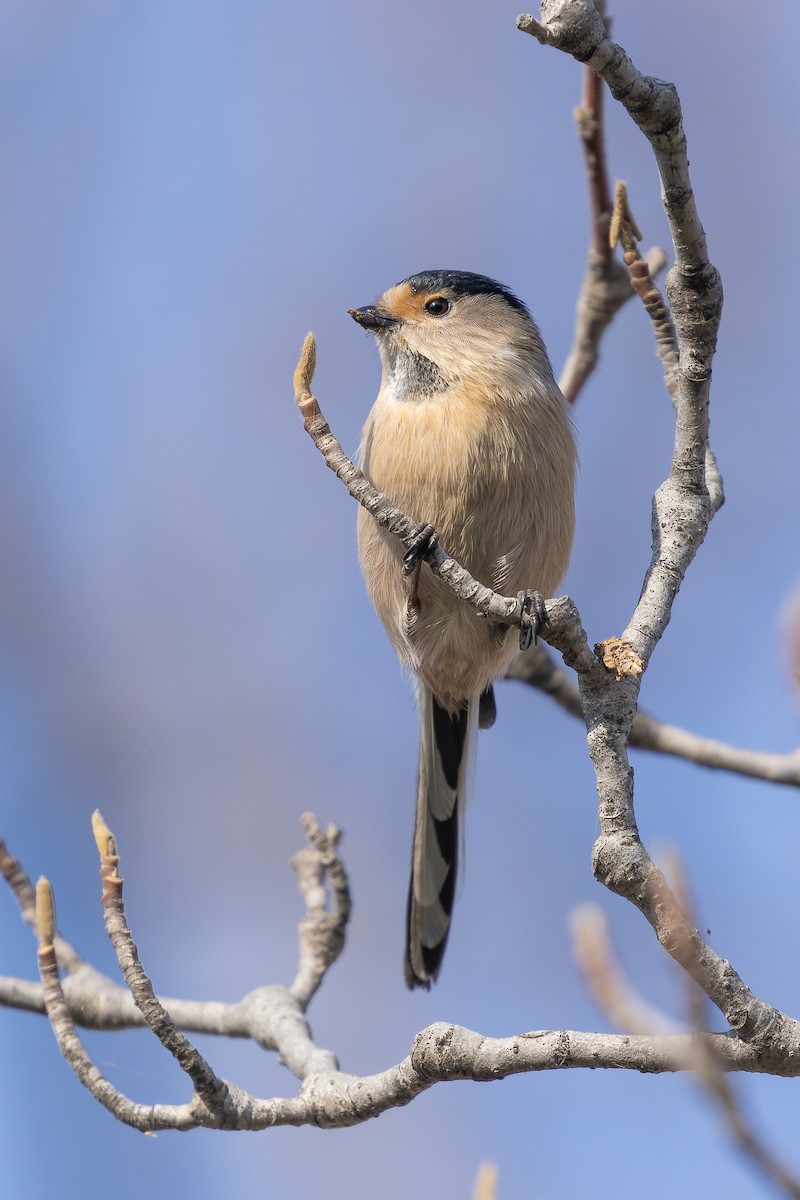 Silver-throated Tit - ML647745125