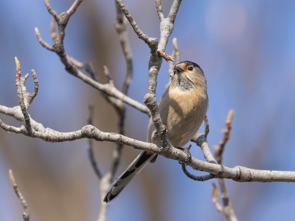 Silver-throated Tit - ML647745126