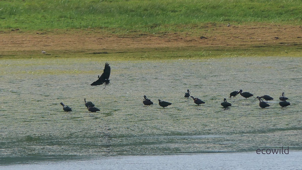 מגלן חום - ML647745127