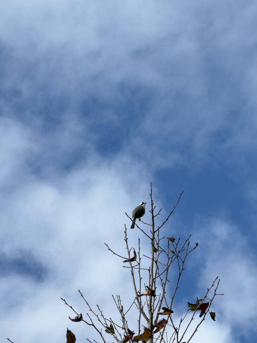 Light-vented Bulbul - ML647745128