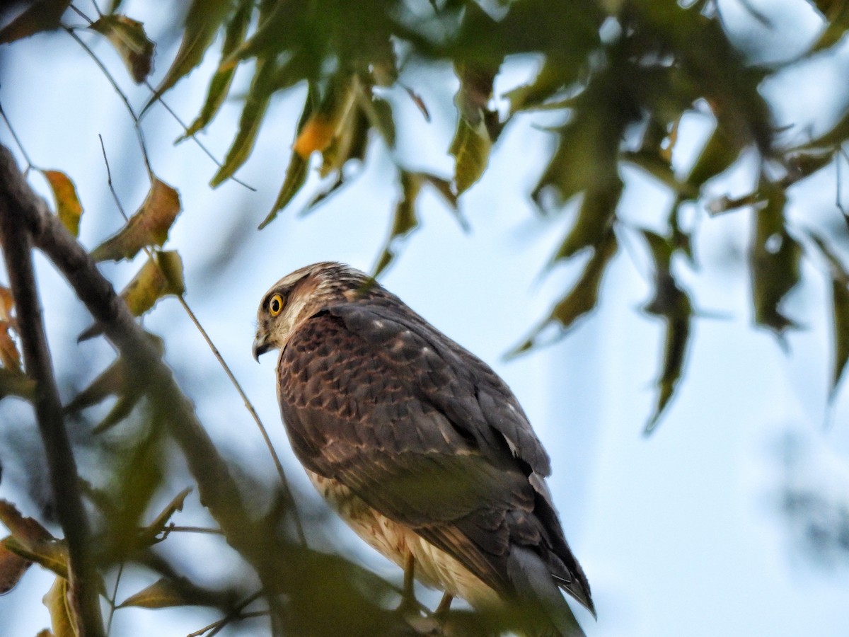 נץ מצוי - ML647745129