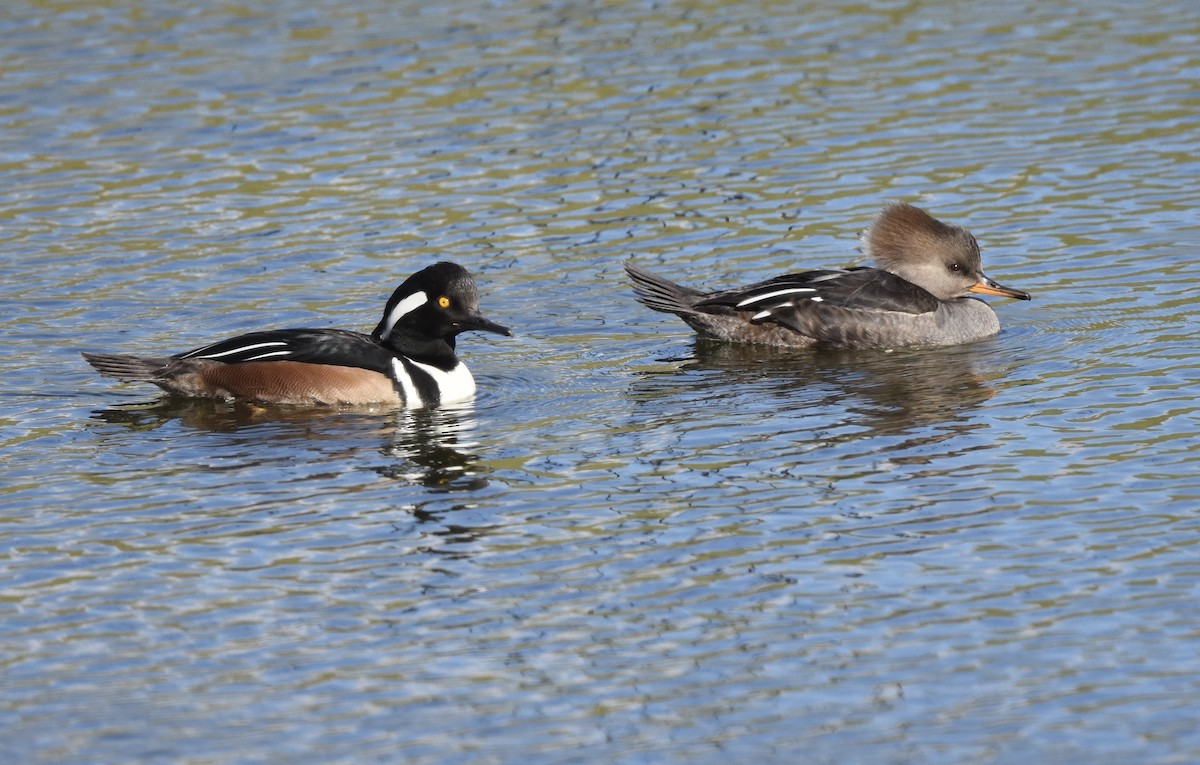 מרגון מקושט - ML647745130