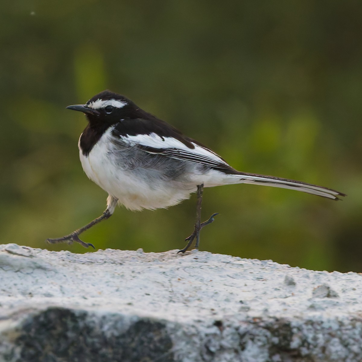 White-browed Wagtail - ML647745131