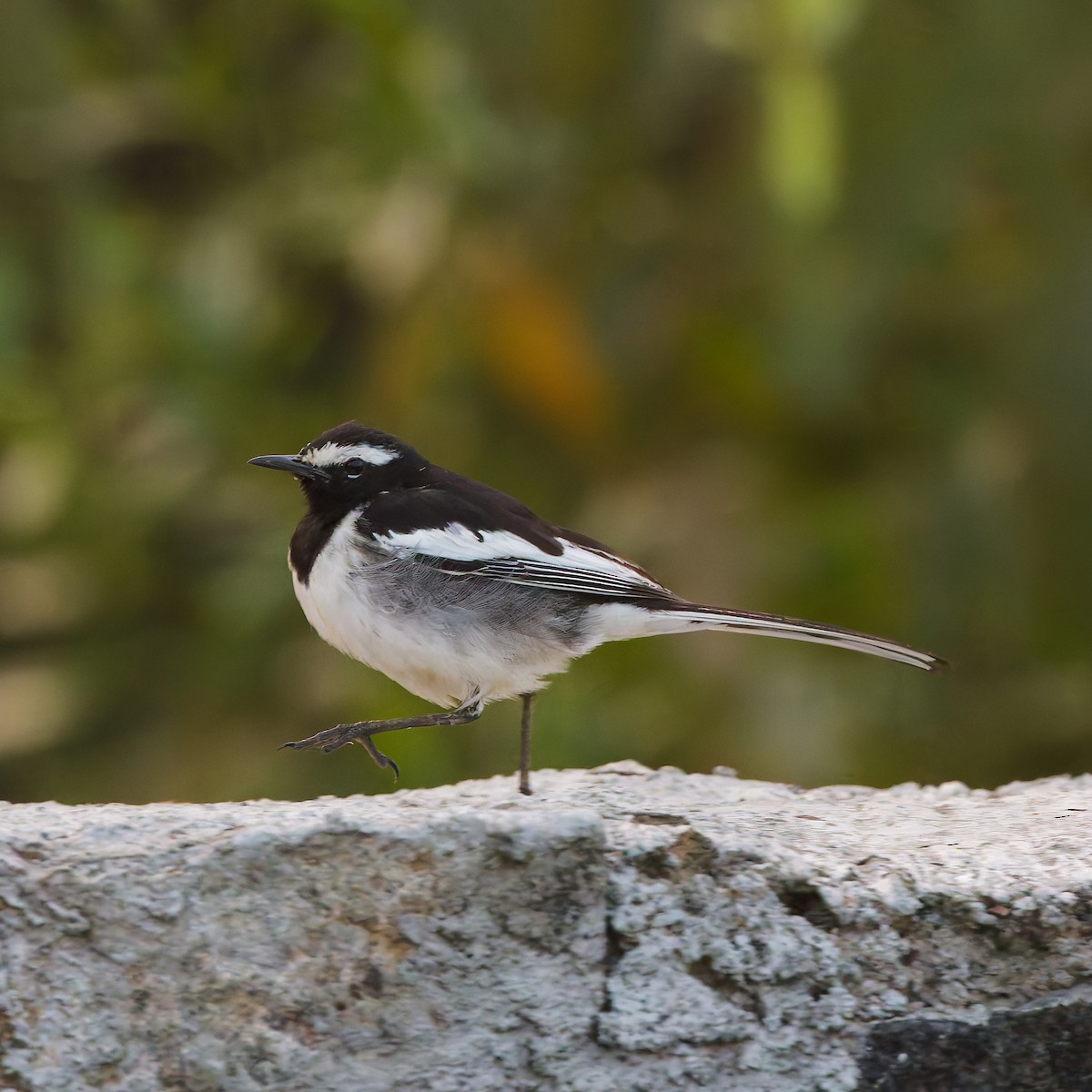 White-browed Wagtail - ML647745132
