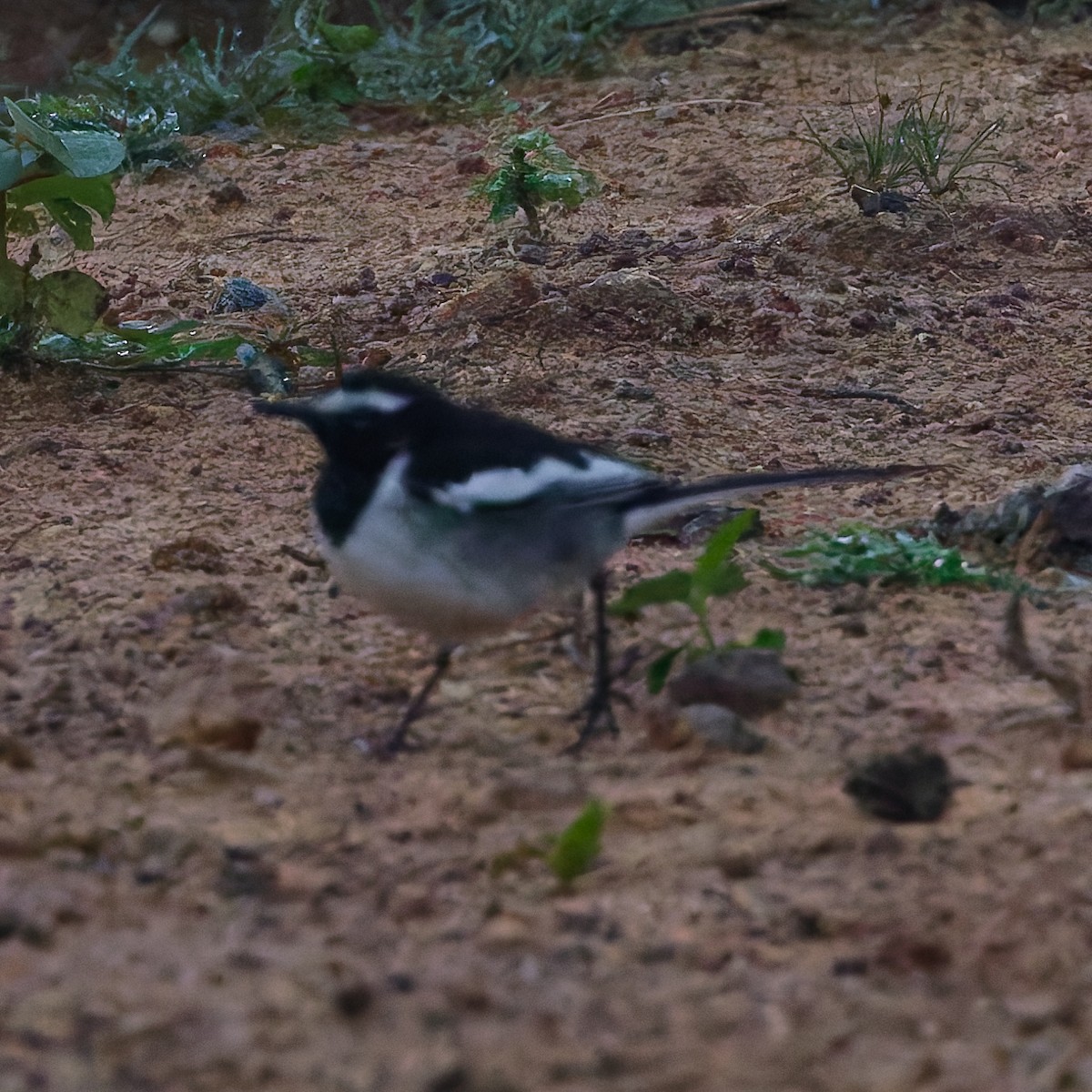 White-browed Wagtail - ML647745133