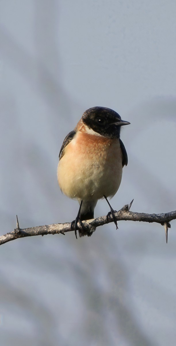 דוחל מזרחי - ML647745134