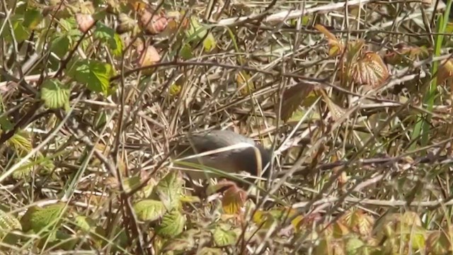 סבכי רונן - ML647745136