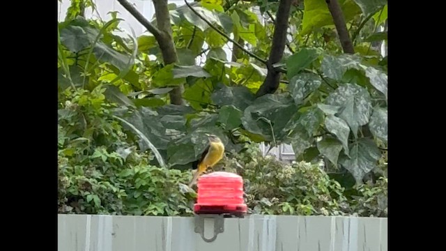 灰鶺鴒 - ML647745137