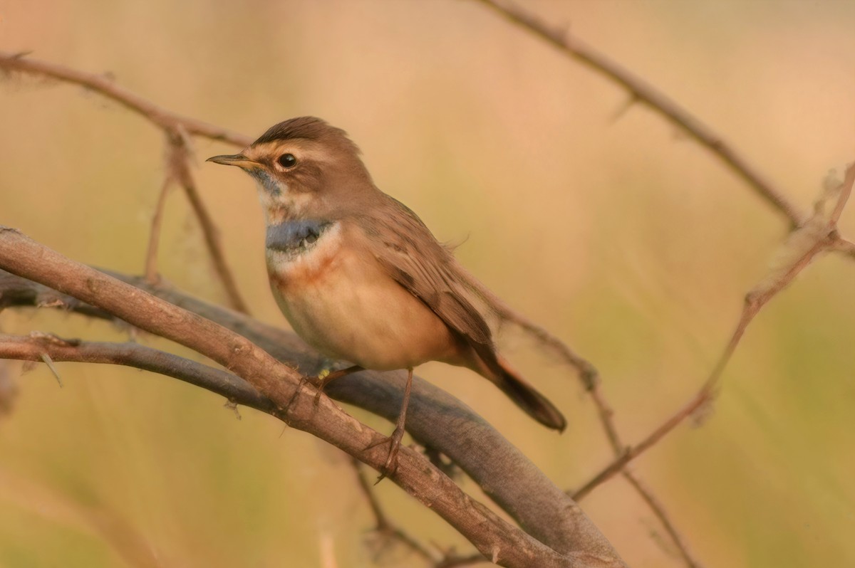 כחול חזה - ML647745138