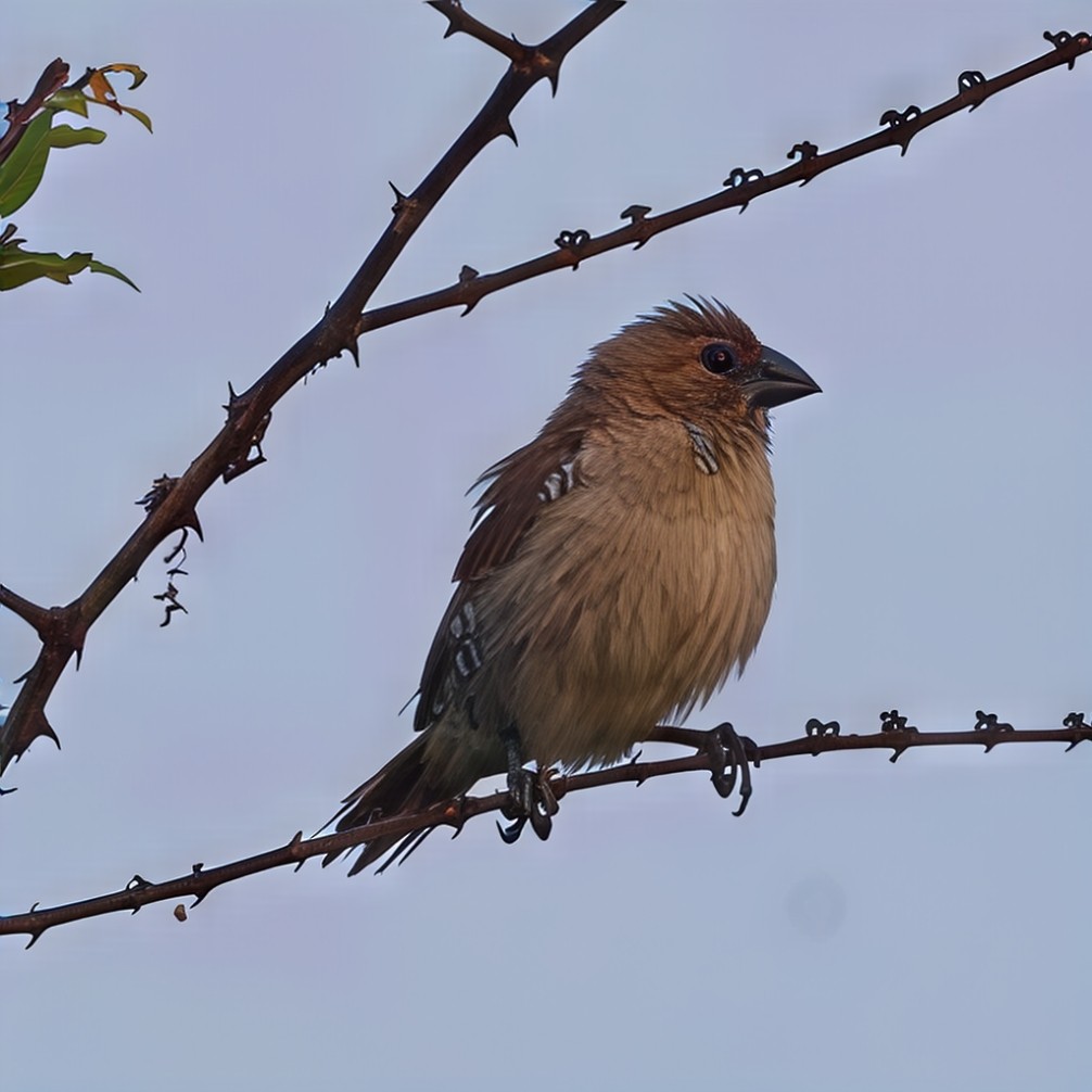 מוניה מפוספסת-חזה - ML647745142