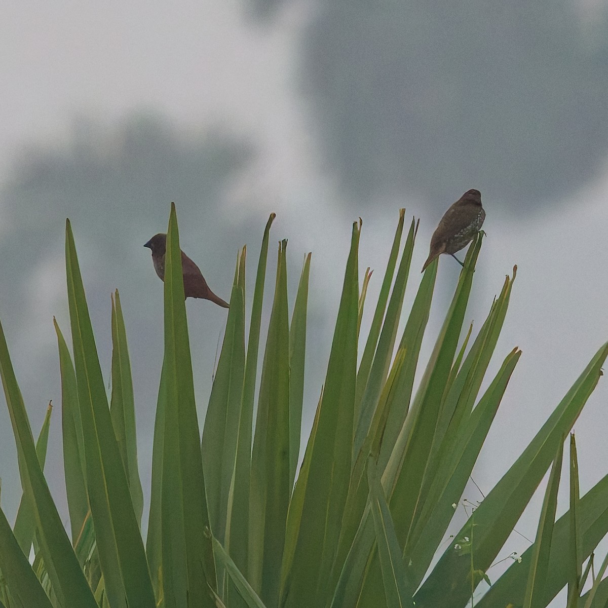 מוניה מפוספסת-חזה - ML647745143