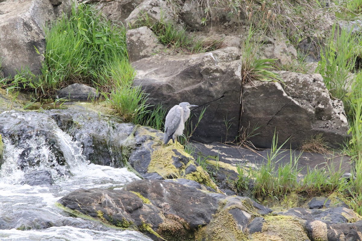 White-faced Heron - ML647745145