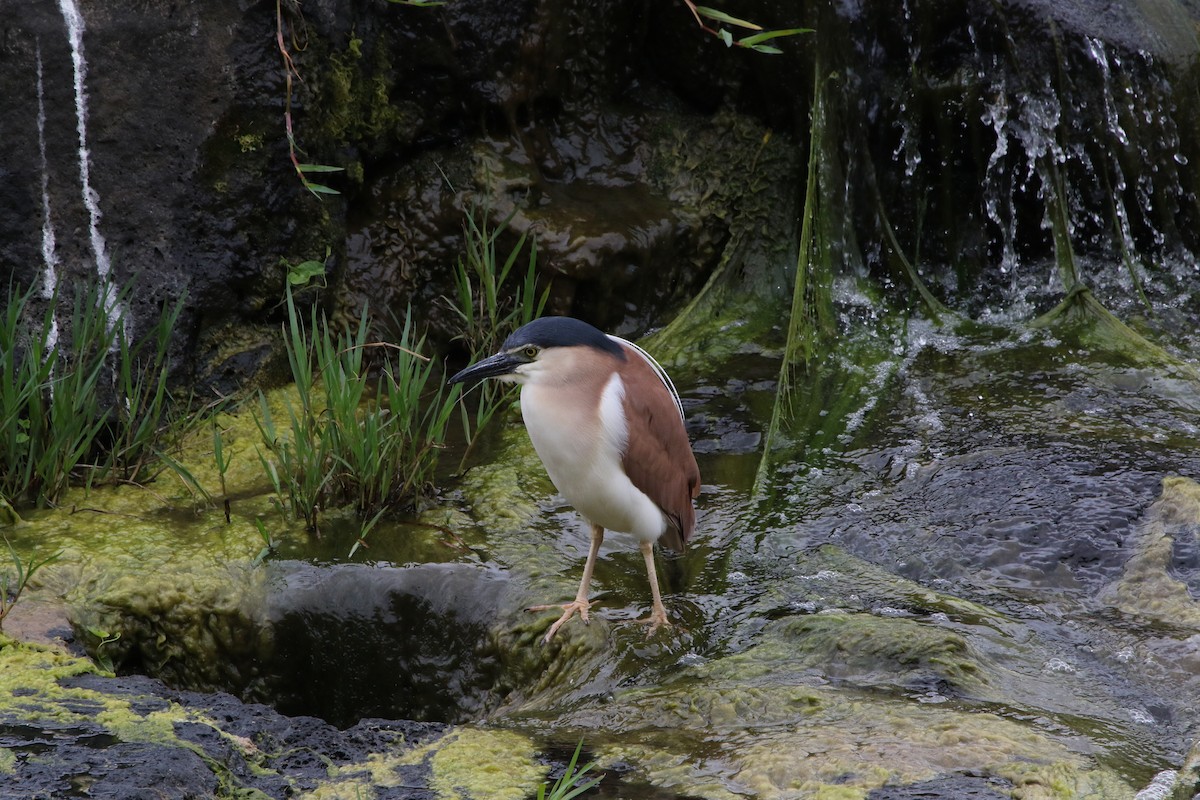 Nankeen Night Heron - ML647745148
