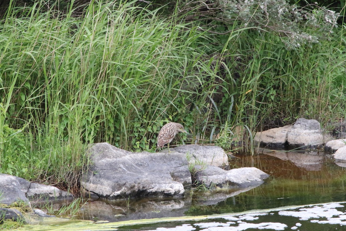 Nankeen Night Heron - ML647745152