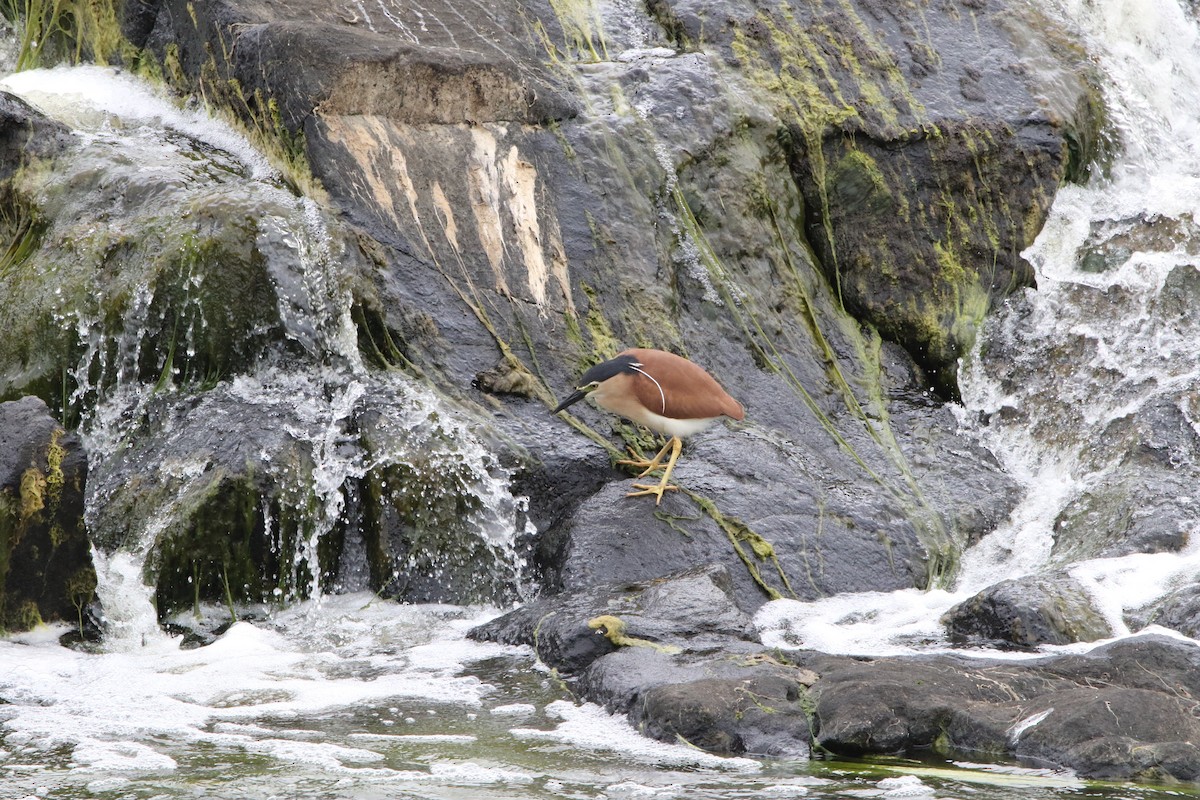 Nankeen Night Heron - ML647745157
