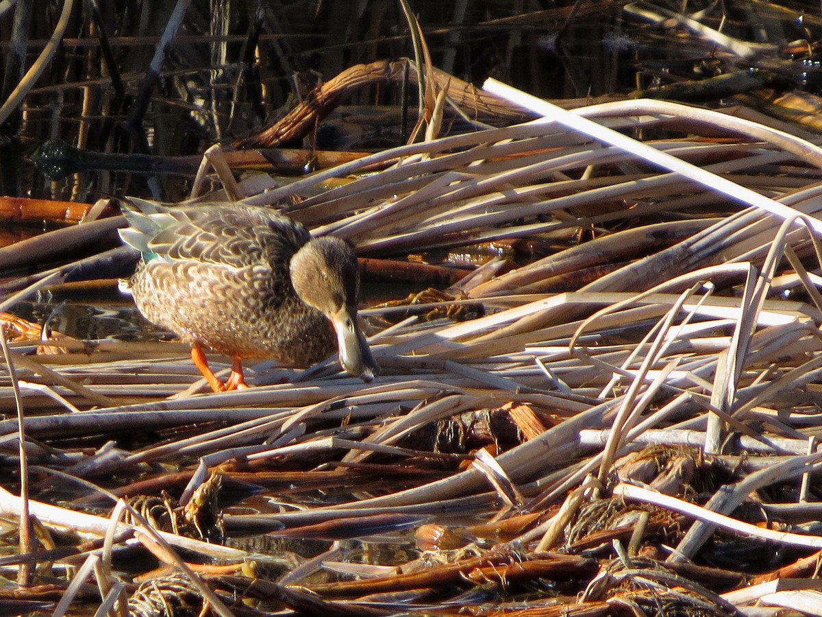 Mestolone - ML647745169