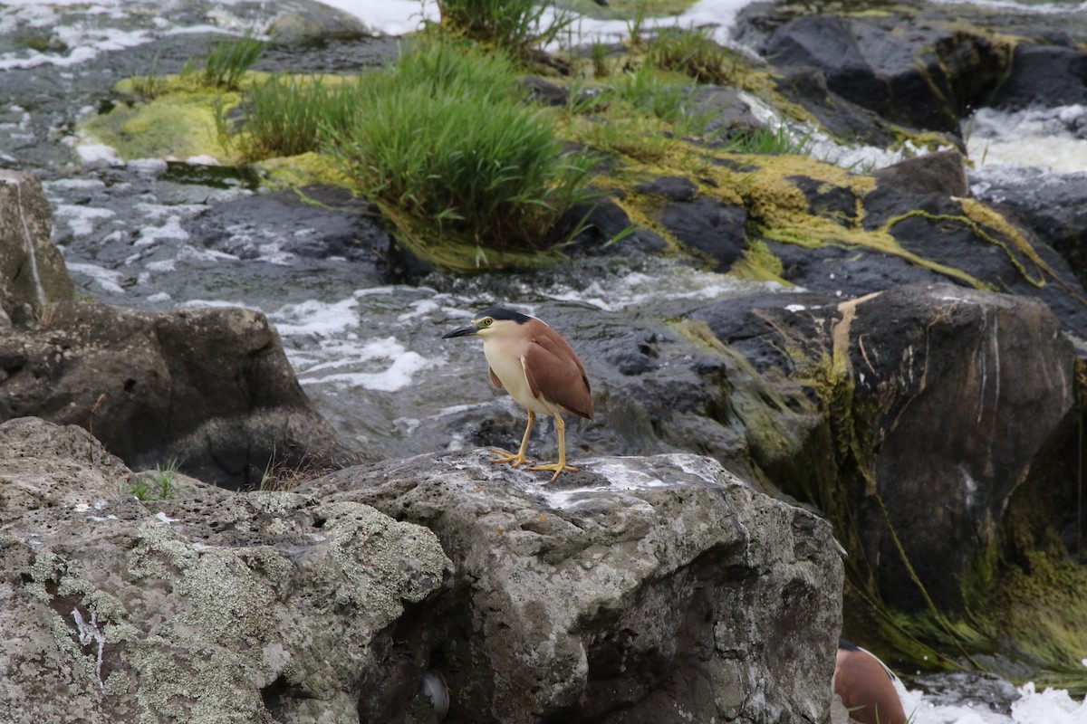 Nankeen Night Heron - ML647745186