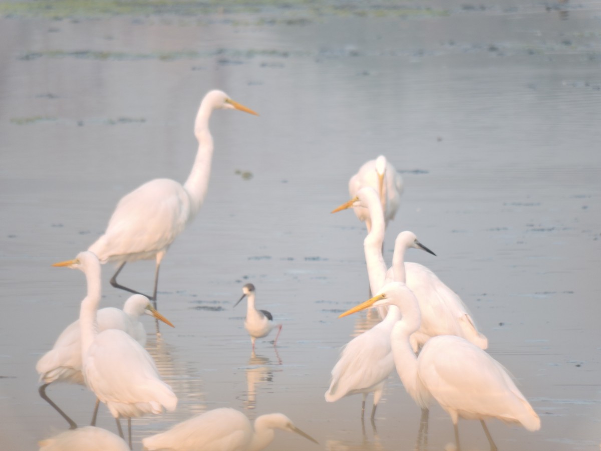 volavka bílá - ML647745195