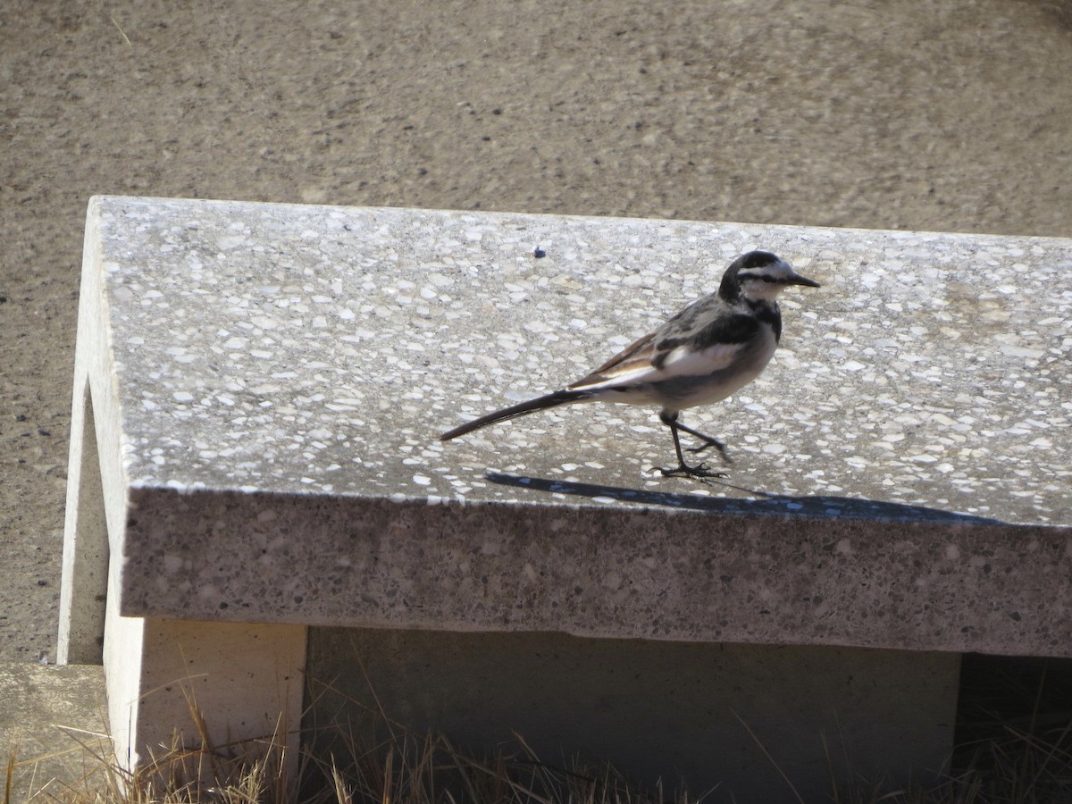 נחליאלי לבן - ML647745206