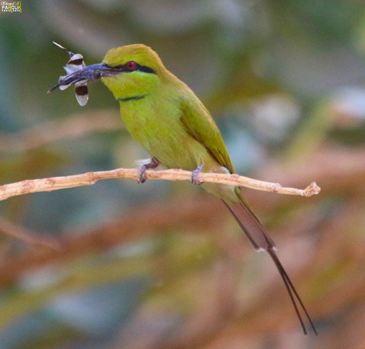 Бджолоїдка смарагдова - ML647745211