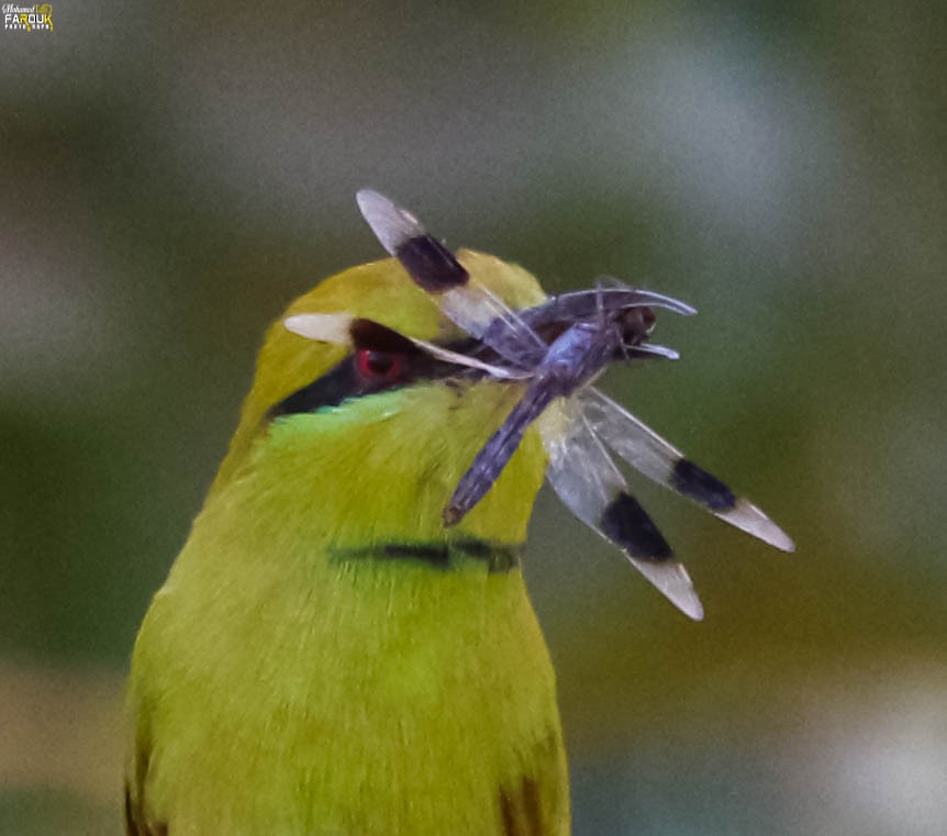 Бджолоїдка смарагдова - ML647745212