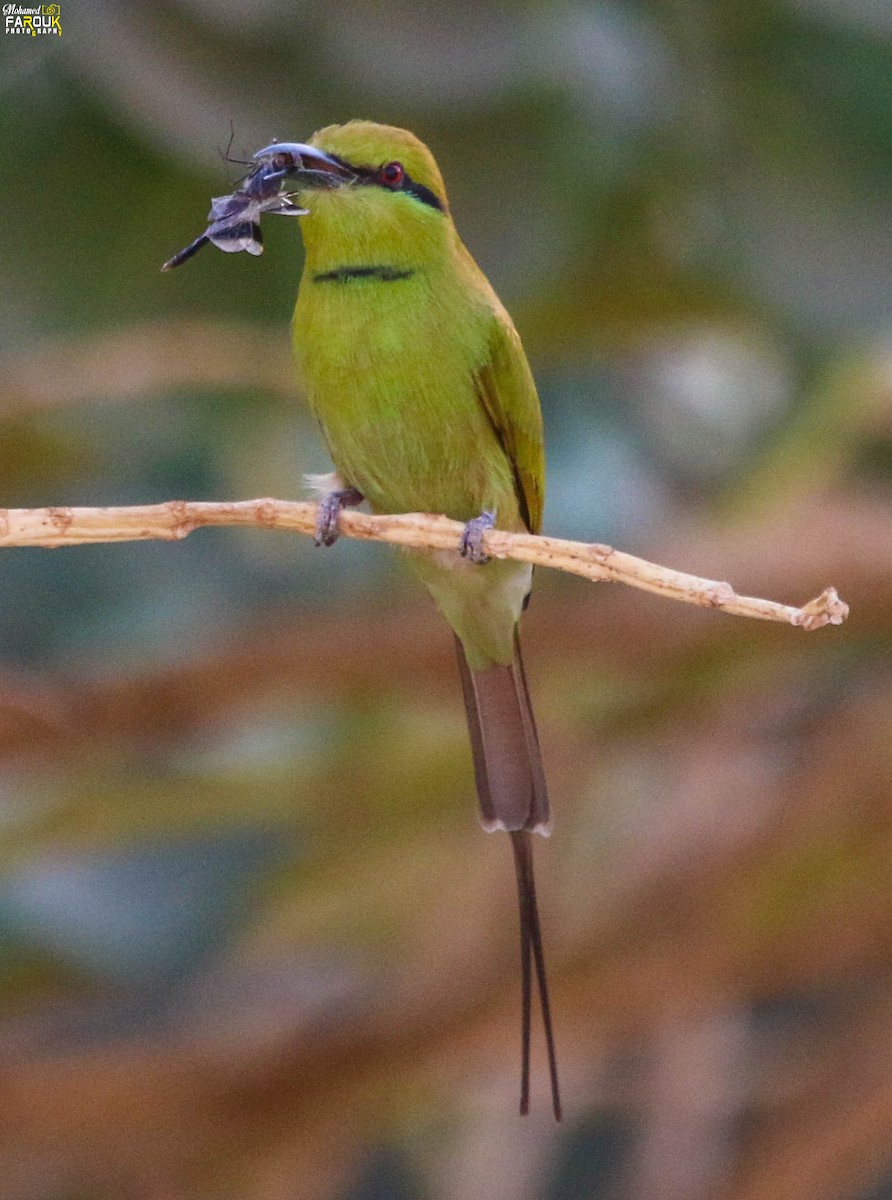 Бджолоїдка смарагдова - ML647745213