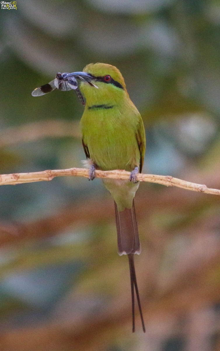 Бджолоїдка смарагдова - ML647745218