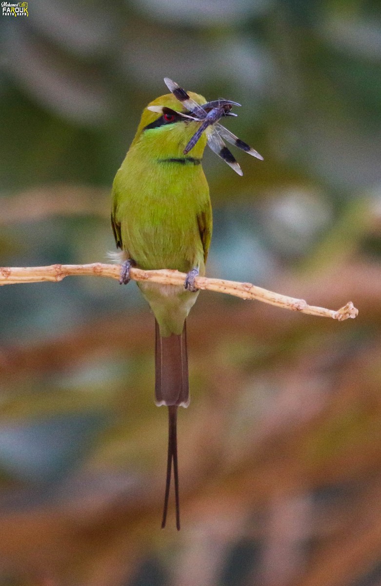 Бджолоїдка смарагдова - ML647745219