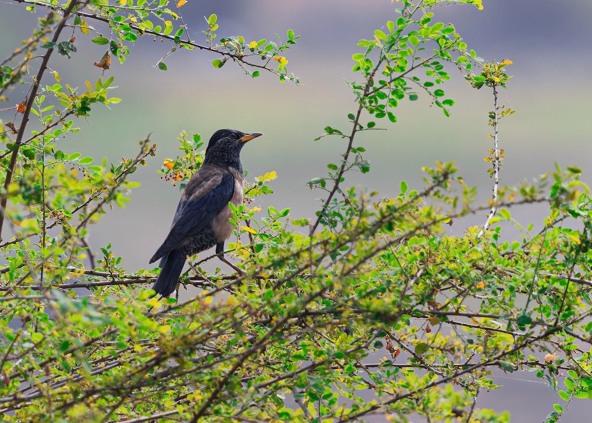 Rosy Starling - ML647745222