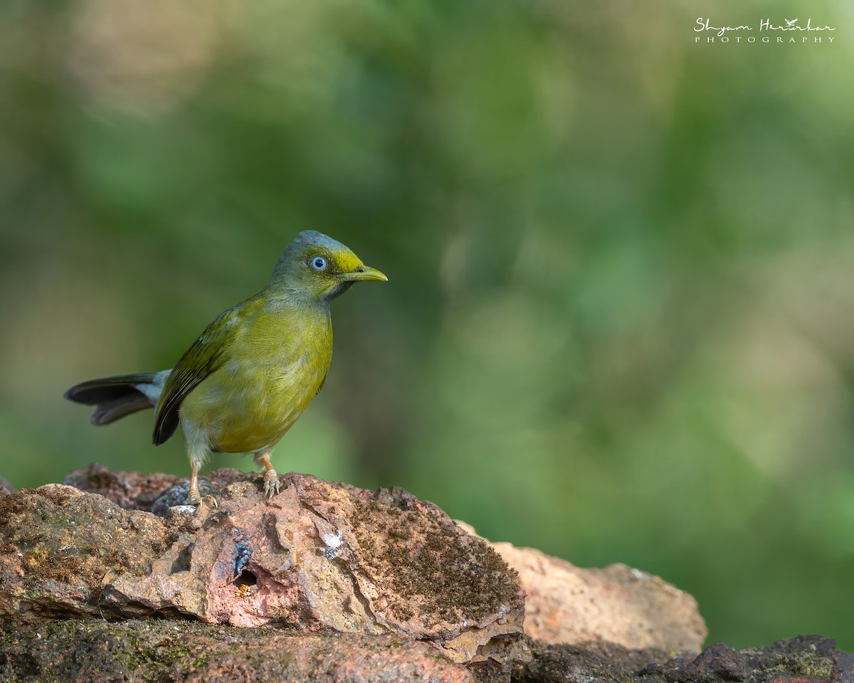 Gray-headed Bulbul - ML647745237
