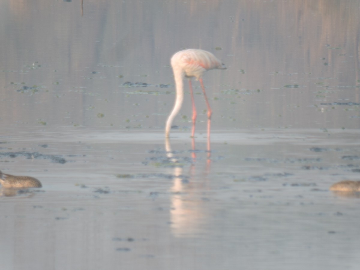 ヨーロッパフラミンゴ - ML647745290