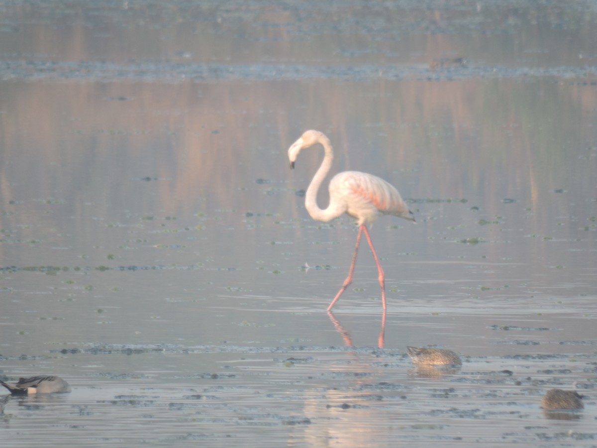 ヨーロッパフラミンゴ - ML647745291