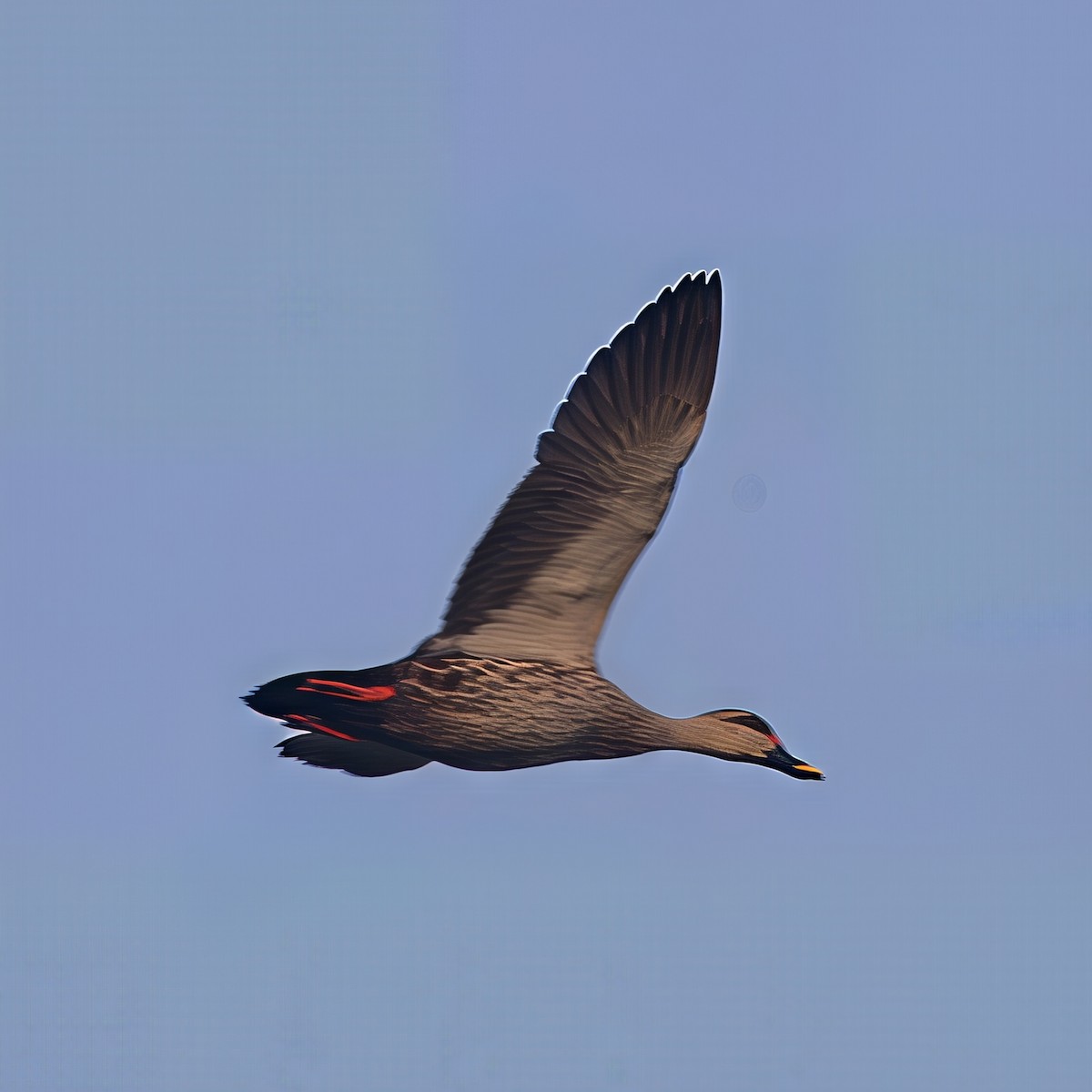 アカボシカルガモ - ML647745296