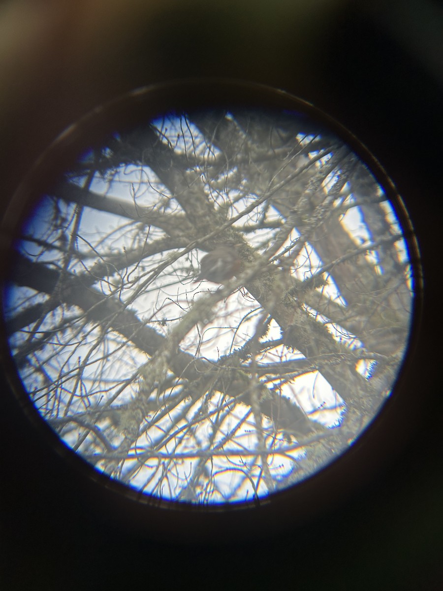 コマツグミ - ML647745297