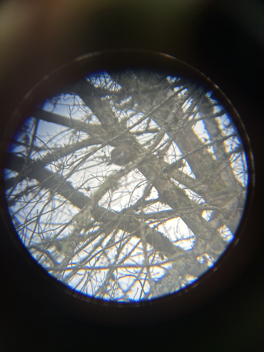 コマツグミ - ML647745298