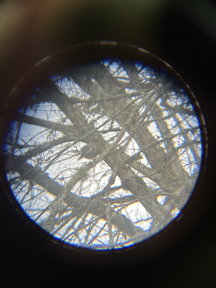 コマツグミ - ML647745299