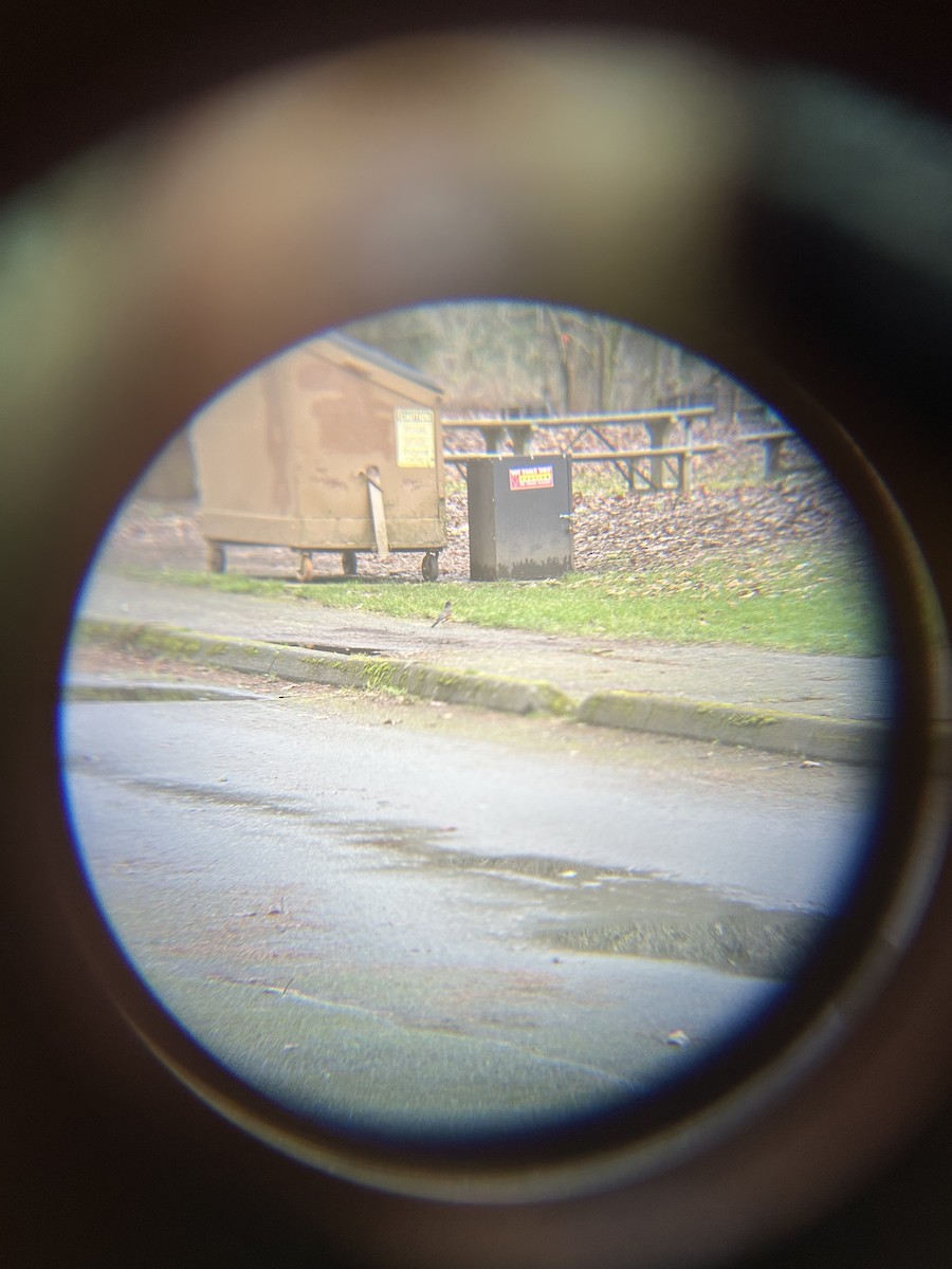 コマツグミ - ML647745302