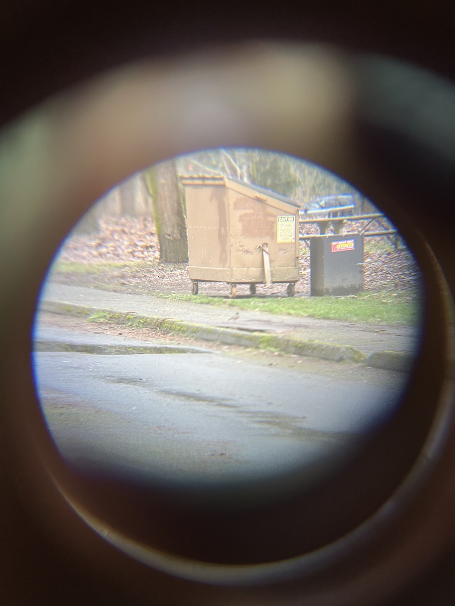 コマツグミ - ML647745303