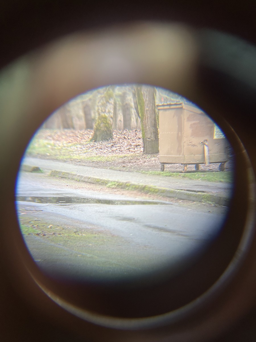 コマツグミ - ML647745304