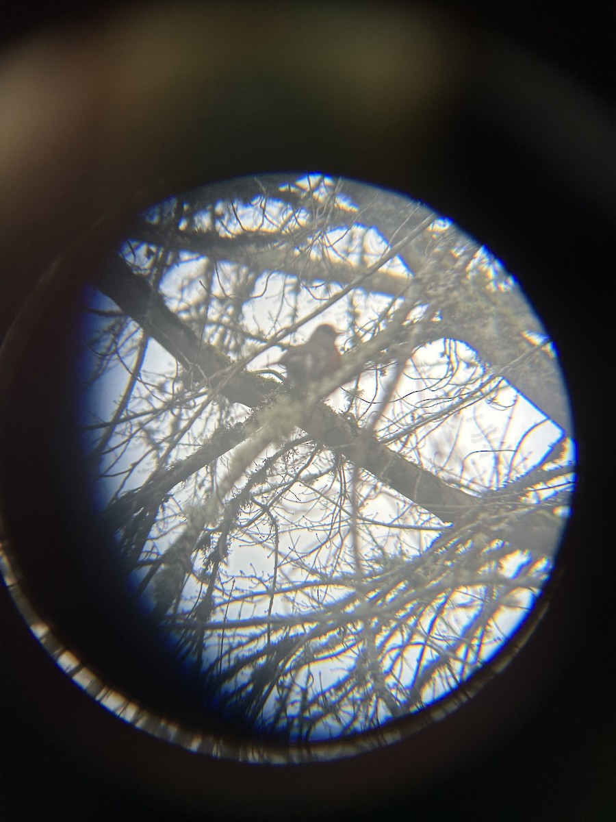 コマツグミ - ML647745305