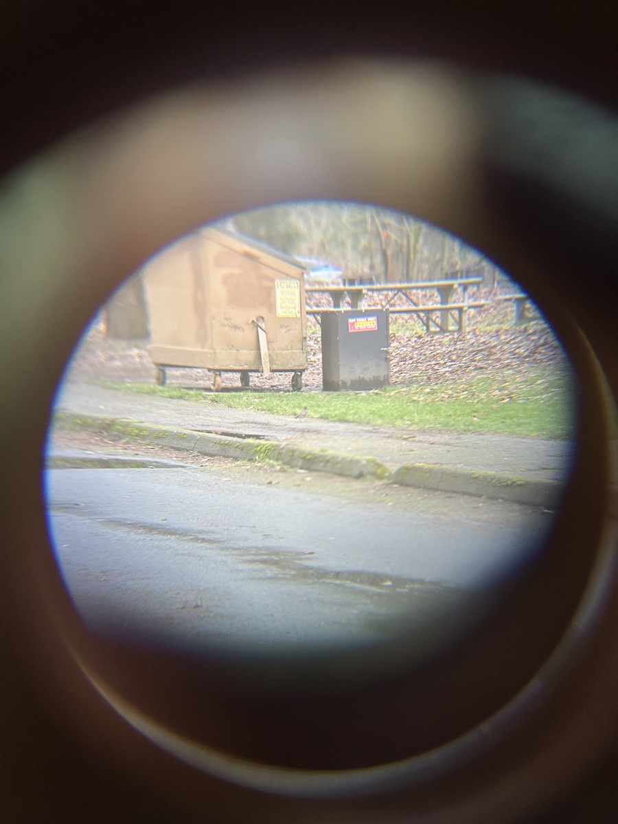 コマツグミ - ML647745306