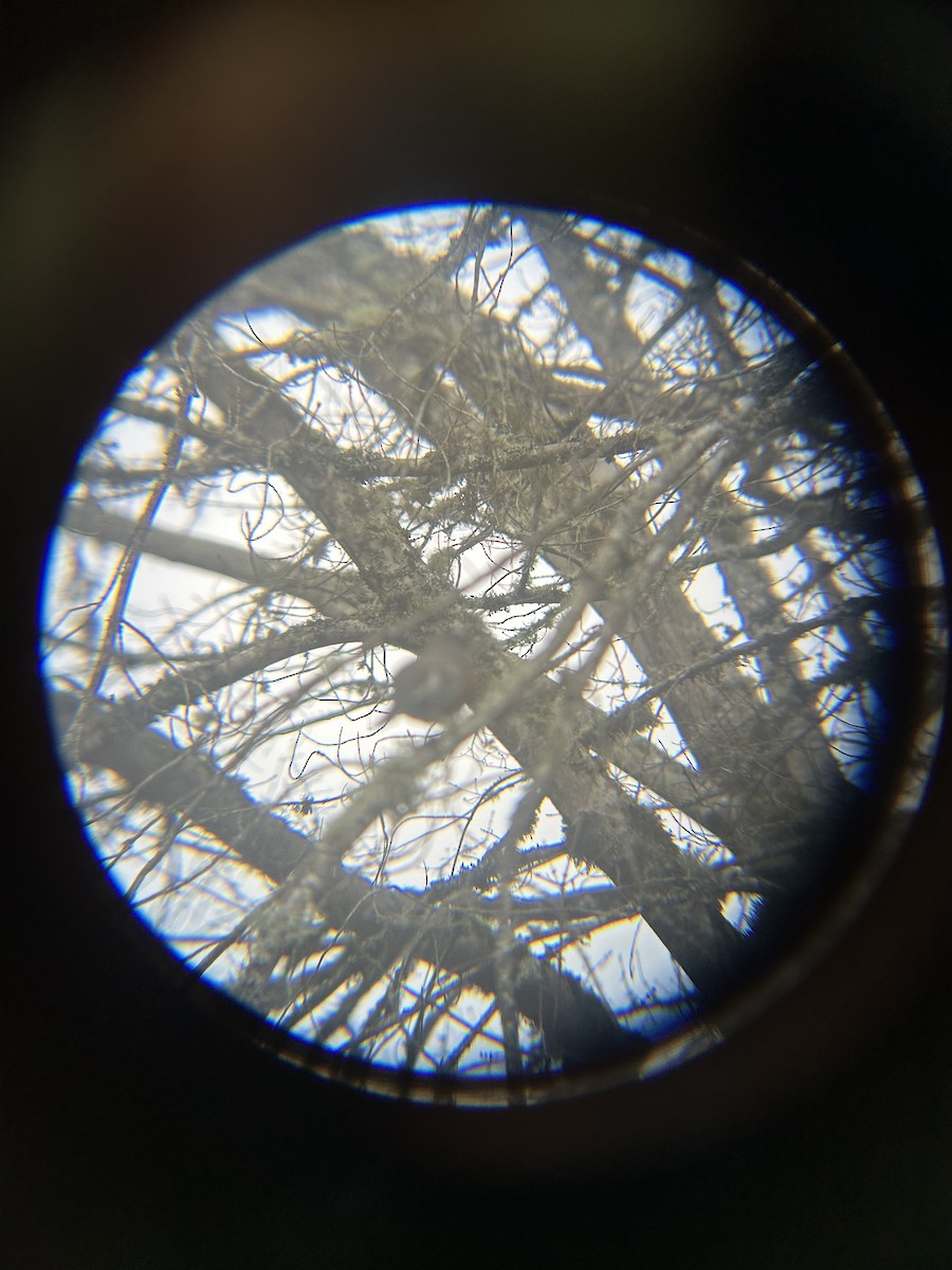 コマツグミ - ML647745307