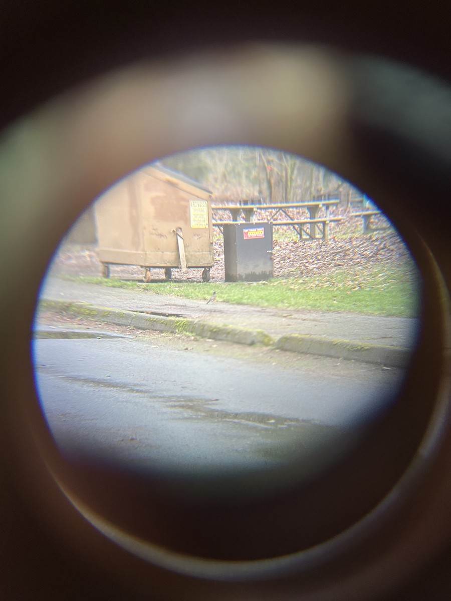 コマツグミ - ML647745308