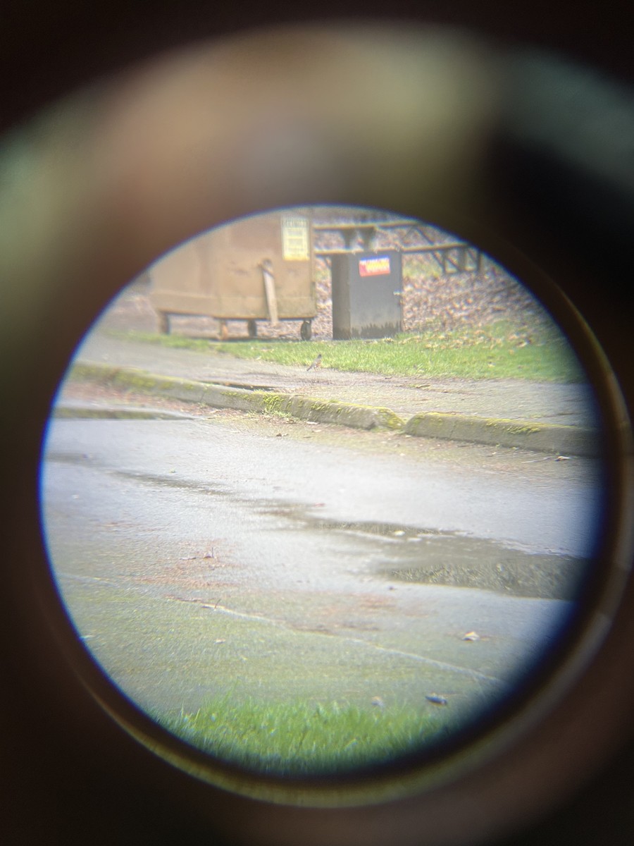 コマツグミ - ML647745309