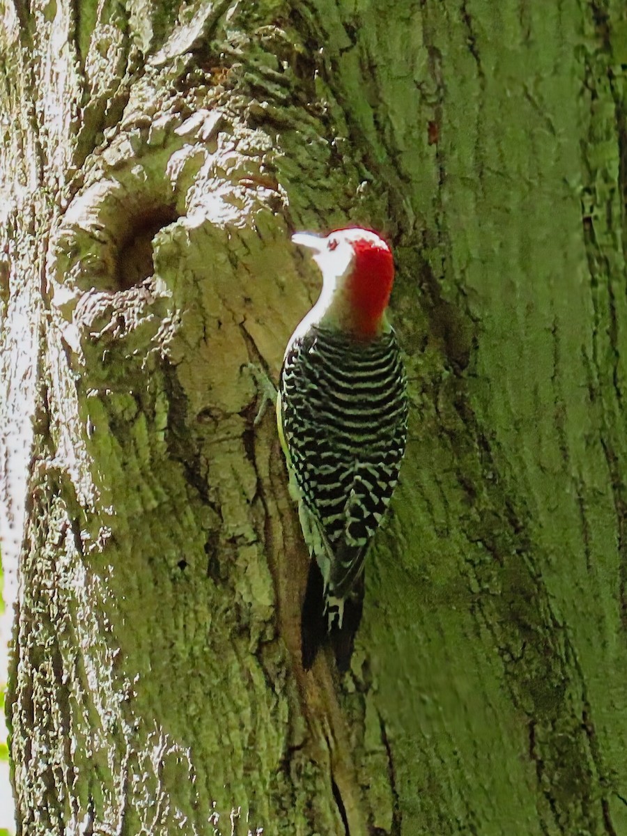 シマセゲラ - ML647745320