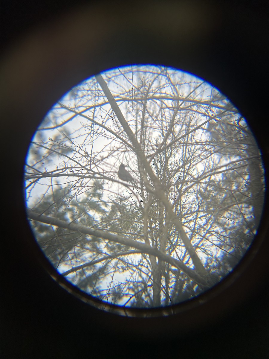 コマツグミ - ML647745321