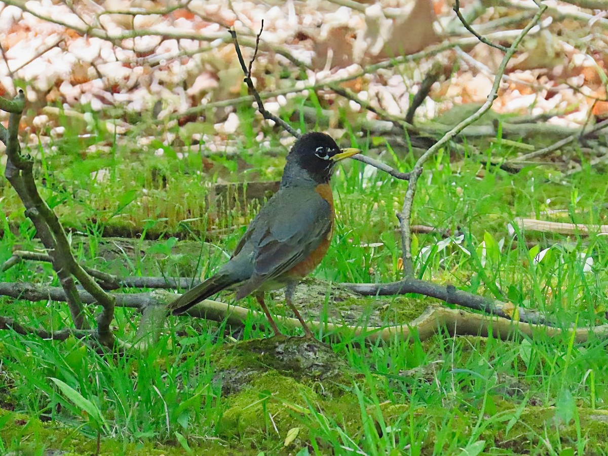 コマツグミ - ML647745322