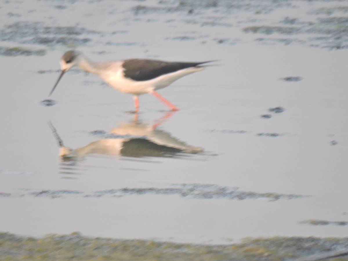 セイタカシギ - ML647745324